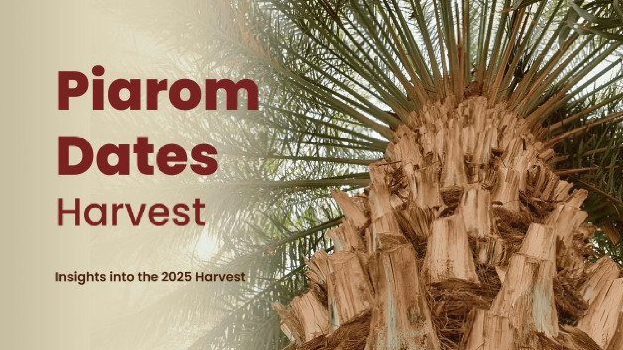 piarom dates harvest