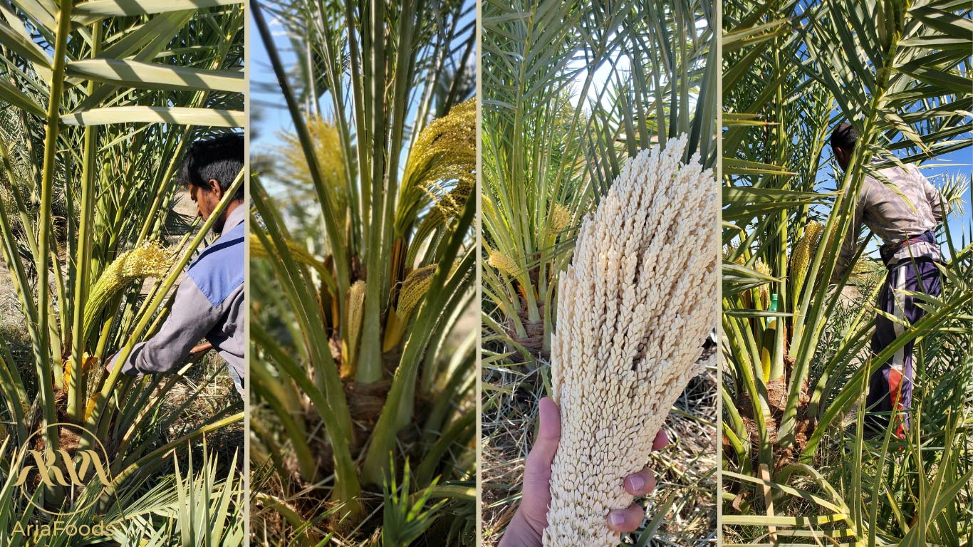 date palm pollination