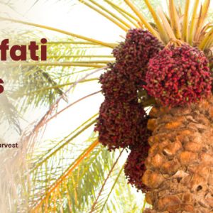 Mazafati Dates: 2025 Harvest Season Insights
