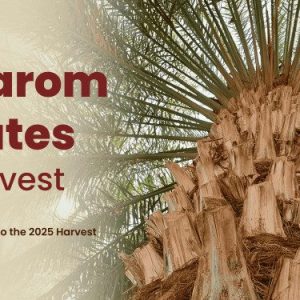 Piarom Dates Harvest 2025 | Maryam Dates Market Opportunities in 2025