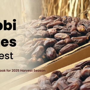 Rabbi Dates: A Brighter Outlook for 2025 Harvest Season 10 September, 2025
